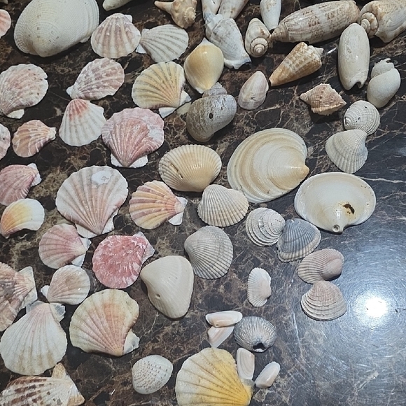 Large Seashell Collection - Picture 5 of 6